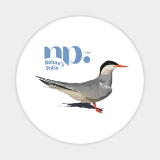 Roseate Tern (single) Magnet